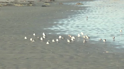 LA BOCANA BCS MEXICO-2022: Duck On Water | Stock Video | Pond5