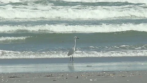LA BOCANA BCS MEXICO-2022: Bird Scared By The Sea Stock Footage 206825839