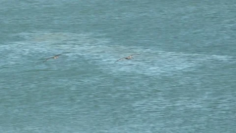 LA BOCANA BCS MEXICO-2022: Birds Fly Along Crest Of A Wave Stock Footage 206830853