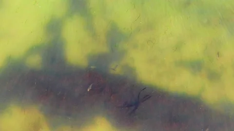 LA BOCANA BCS MEXICO-2022: Small Fishes Swimming Under The Surface Stock Footage 206914031