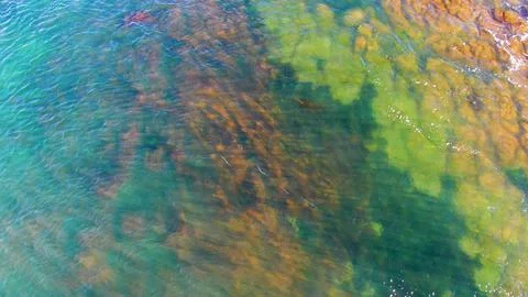 LA BOCANA BCS MEXICO-2022: Zoom-In Of Brown Coral Reef In The Turquoise Ocean Stock Photos
