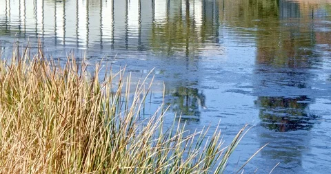 La Brea Tar Pit with Building Reflecting, Los Angeles Stock Footage 118911583