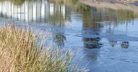 La Brea Tar Pit with Building Reflecting, Los Angeles Stock Footage 118911803