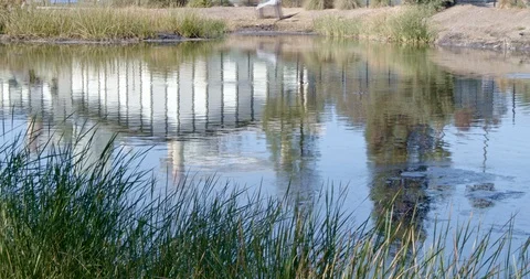 La Brea Tar Pit with Building Reflecting, Los Angeles Stock Footage 118914982