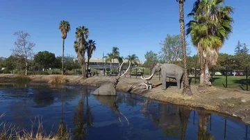 La Brea Tar Pits Stock Footage 85966729