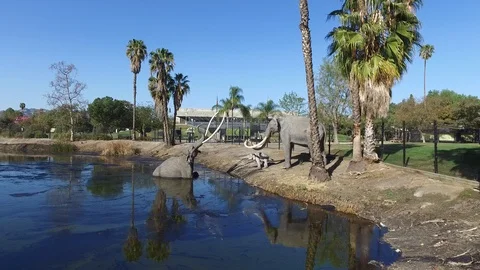 La Brea Tar Pits Stock Footage 85966748