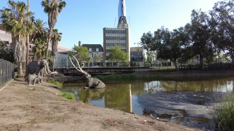 La Brea Tar Pits Los Angeles California 4k Stock Footage 167567916