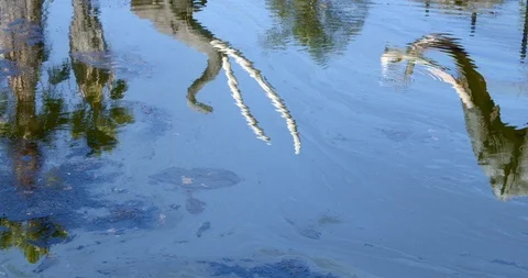 La Brea Tarpits with Mammoth Reflecting, Los Angeles Stock Footage 118917265