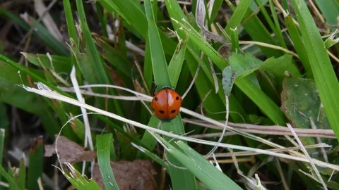La coccinella Stock Footage 109498876