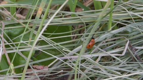 La coccinella Stock Footage 109500222