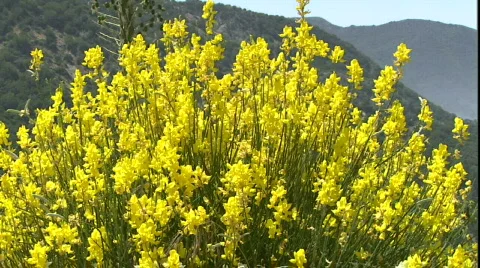 LA Stock Footage 860323