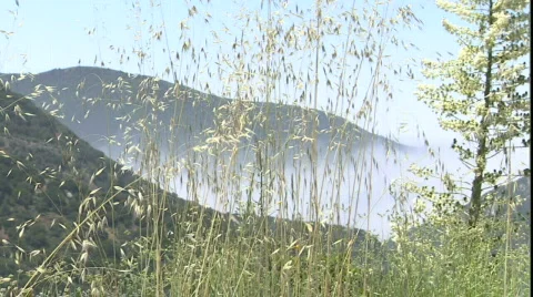 LA Video stock 860352