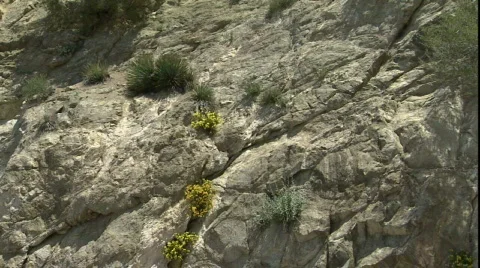 LA Video stock 860425