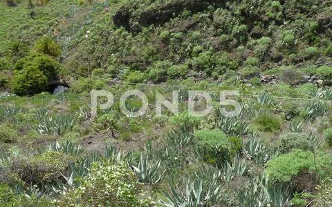 La gomera Stock Photos