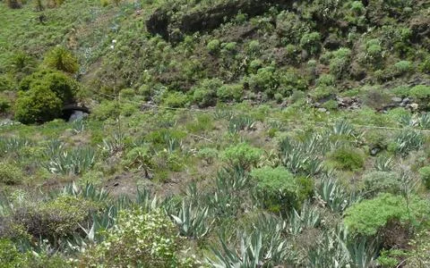 La gomera Stock Photos