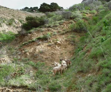 La gomera Stock Photos
