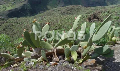 La gomera Stock Photos