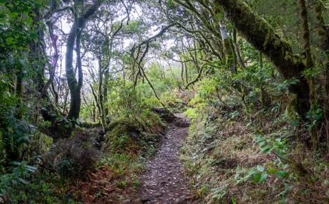 La Gomera Stock Photos