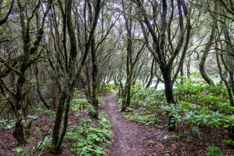 La Gomera 写真素材