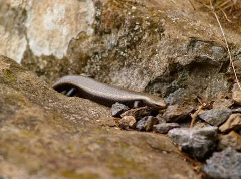 La gomera skink Stock Photos
