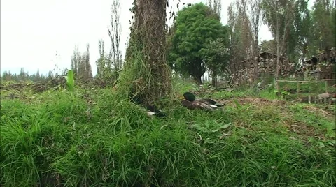 La Isla de la Munecas - Island of the dead Dolls. Xochimilco, Mexico. Stock Footage 48244284