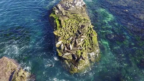 La Jolla, CA - Children's Pool La Jolla - Drone Video Video stock 79806928