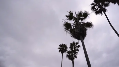 La Jolla Cove Tilt Down from Palm Trees to Water Stock Footage 96039097