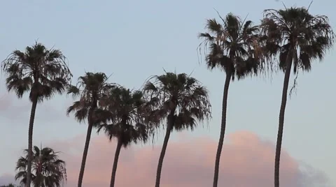 La Jolla - Palm Trees at Sunset  Vídeos de archivo 68176753