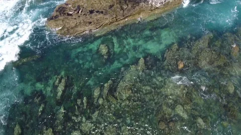 La Jolla Seals Stock Footage 86954790