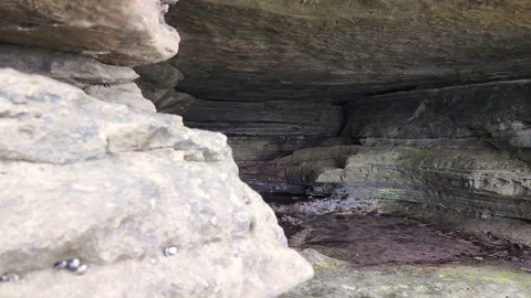 La Jolla small cave with moss and small crabs crawling Stock Footage 202053719