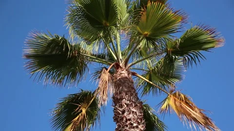 La Jolla Sunrise Palm Tree Stock Footage
