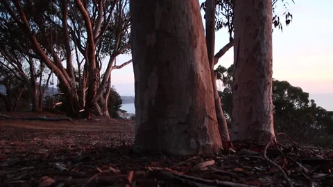 La Jolla Sunset Tracking Shot Stock Footage 166539229