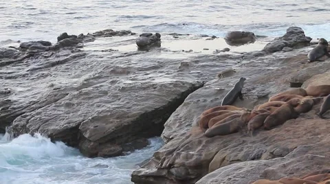 La Jolla - Wide Shot of Waves Hitting the Cliffs with Sea Lions Vídeos de archivo 65885604