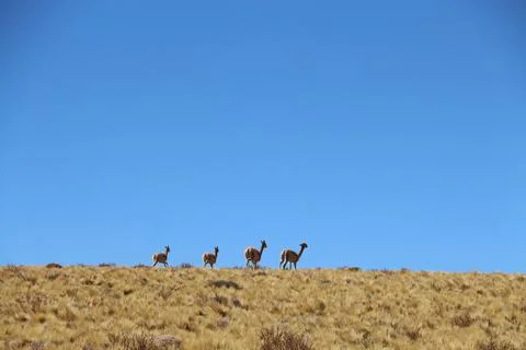 La LLama Stock Photos