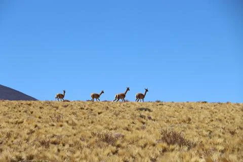 La LLama Stock-Fotos