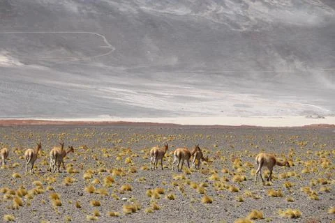La LLama Foto stock