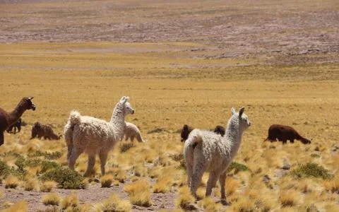 La LLama Stock Photos