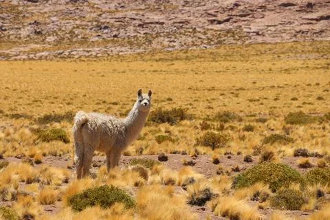 La LLama Stock Photos