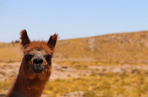 La LLama Stock Photos