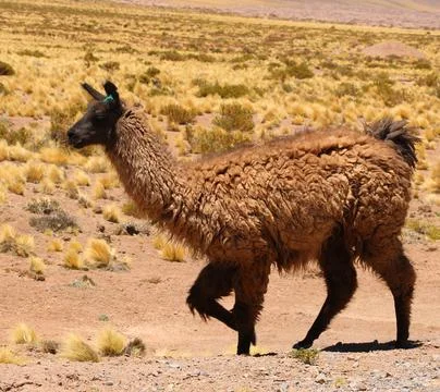 La LLama Foto stock