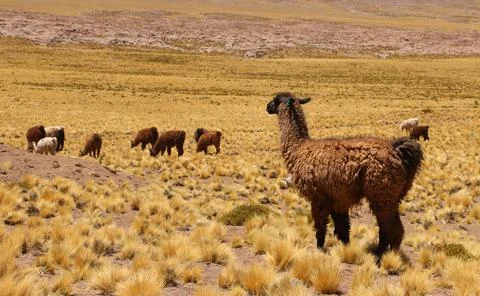 La LLama Stock-Fotos