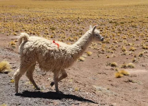 La LLama Stock Photos