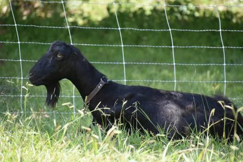 La Mancha Doe Stock Photos