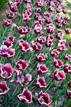 La Mancha Tulips Stock Photos