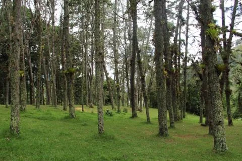 La Mucuy Forest Stock Photos