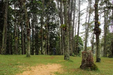 La Mucuy Forest Stock Photos