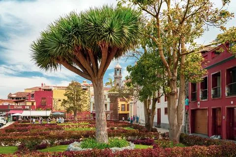 La Orotava, Spain- 03/16/020: view of La Orotava with a dragon tree in the front Stock Photos