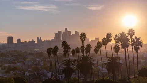 LA Palm Tree Timelapse Vidéo 237476251