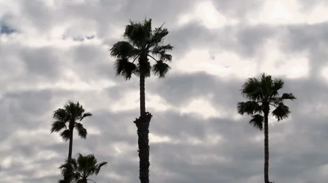 LA Palm Trees - Time Lapse Video stock 8565618