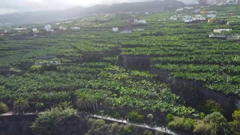 La Palma’s Green Fields of Bananas Stock Footage 341283522